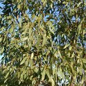 Eucalyptus gunnii